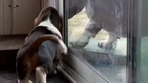 Patient dog teaches a puppy to use a pet door.