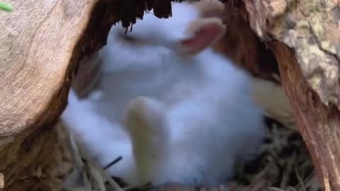 Cute bunny sleep 😴😴