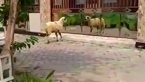 #funny sheep