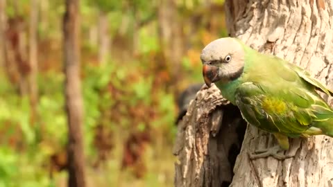 Tear Wood to find Parrots A lot of Birds