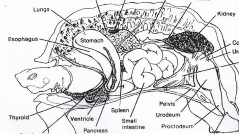 You wont believe what going on inside a turtle🤔