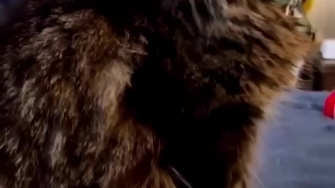 Funny_Cats_Videos%F0%9F%90%B1Cat_Memes%F0%9F%90%B1