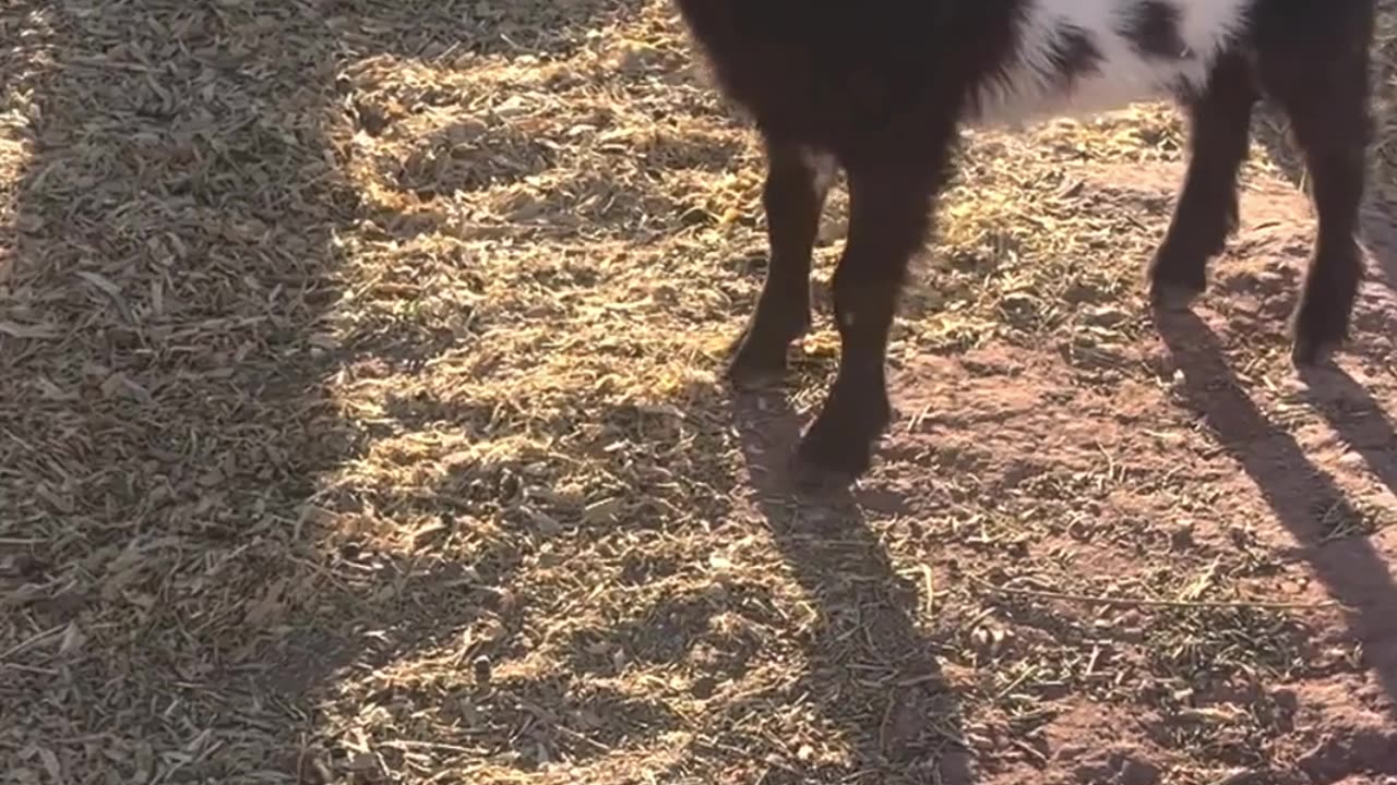 🐐📣Dwarf Nigerian Goats Reacting To Baby Goat Yell. #H5ranchanimalantics #babygoats #farmlife