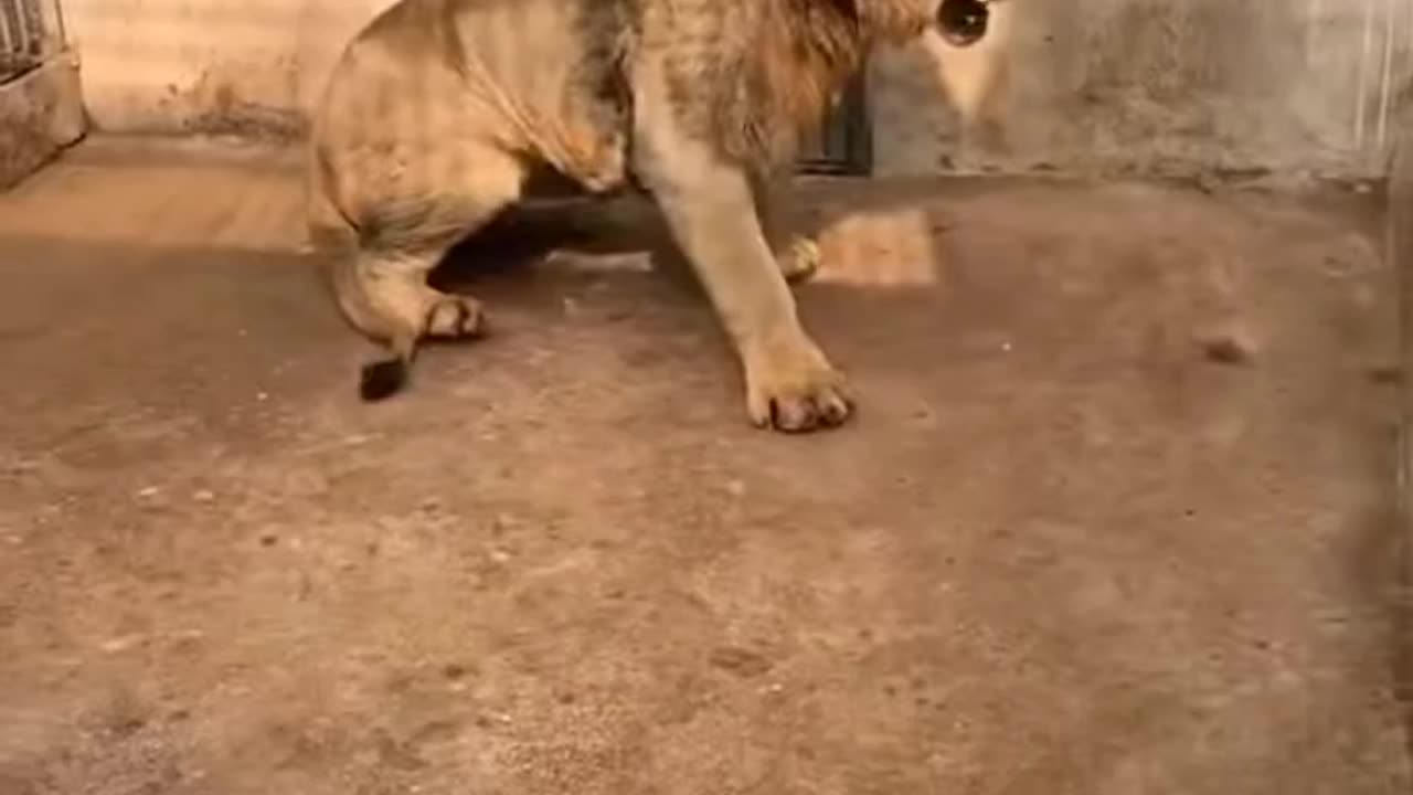 Lion tiger fight video