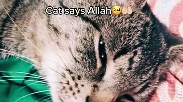 Amazing cat say allah... Subhanallah