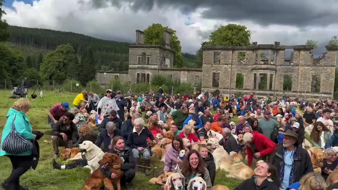 Hundreds of Golden Retrievers congregate at celebration of breed's founding