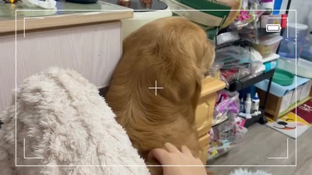 #shorts Pet clip million views on tiktok 903