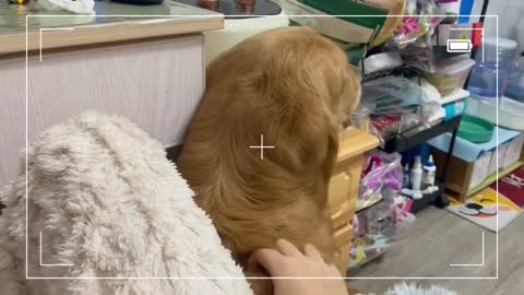 #shorts Pet clip million views on tiktok 903