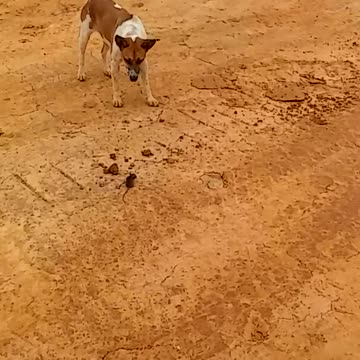 Este perro jugando con su nuevo amigo