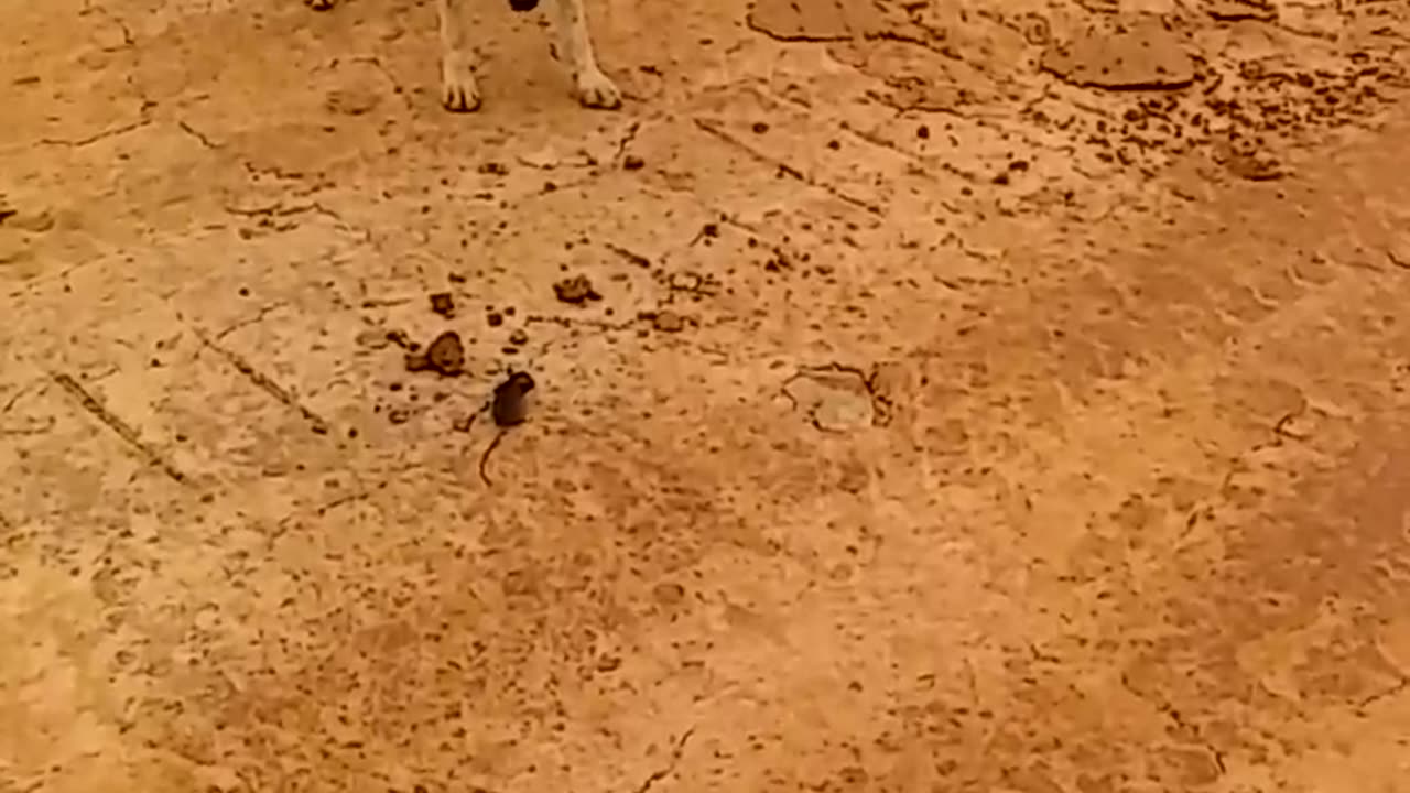 Este perro jugando con su nuevo amigo