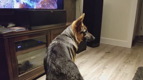 German Shepherd Howling Challenge!