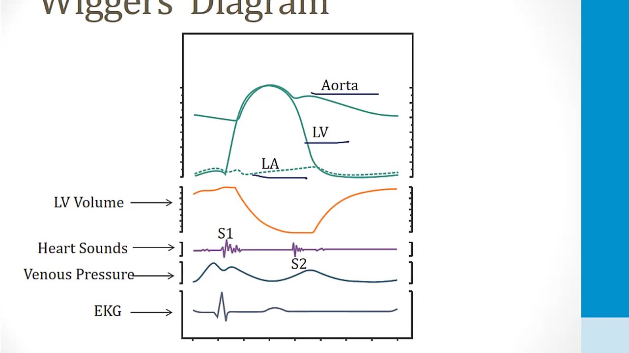 Cardiology - 1. Anatomy and Physiology - 7.Wiggers' Diagram