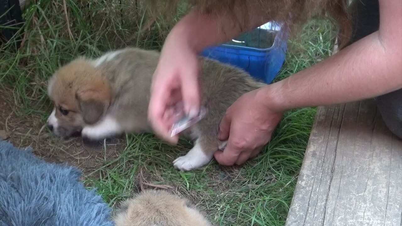 Willow's Litter 33-34 Days Old