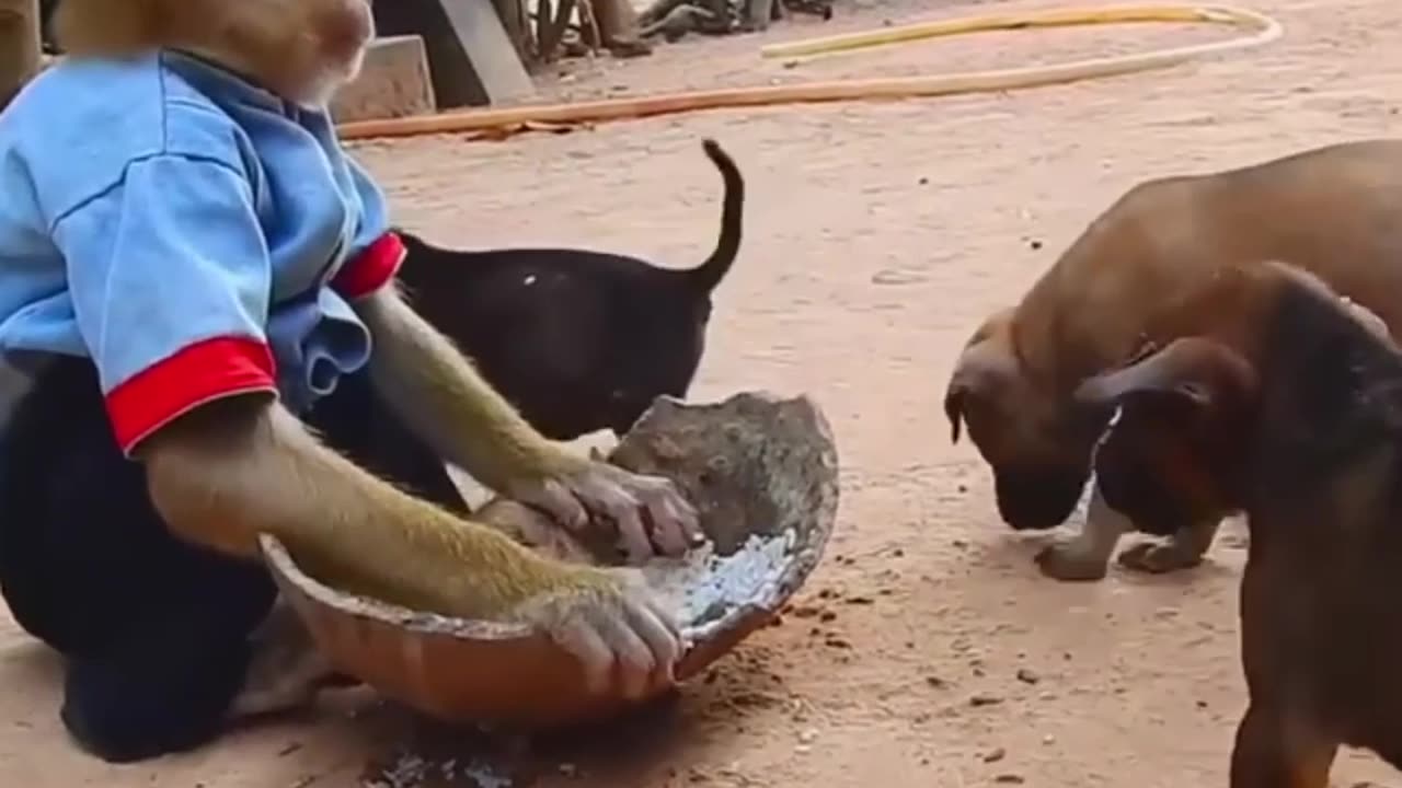 Monkey is feeding the puppy in the door