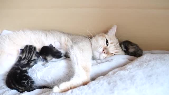 Mother cat sleeps surrounded by baby kittens