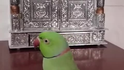 Parrot Comedy 😂 Try Not To Laugh