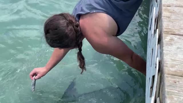 Feeding Giant Fish goes Wrong