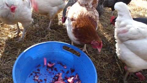Do chickens like pomegranates?