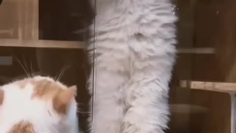 Funny cats and animals videos