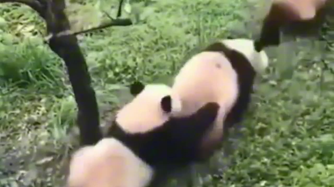 Funny Panda