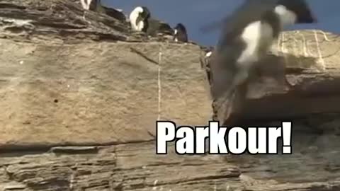 Penguins are funny 🐧