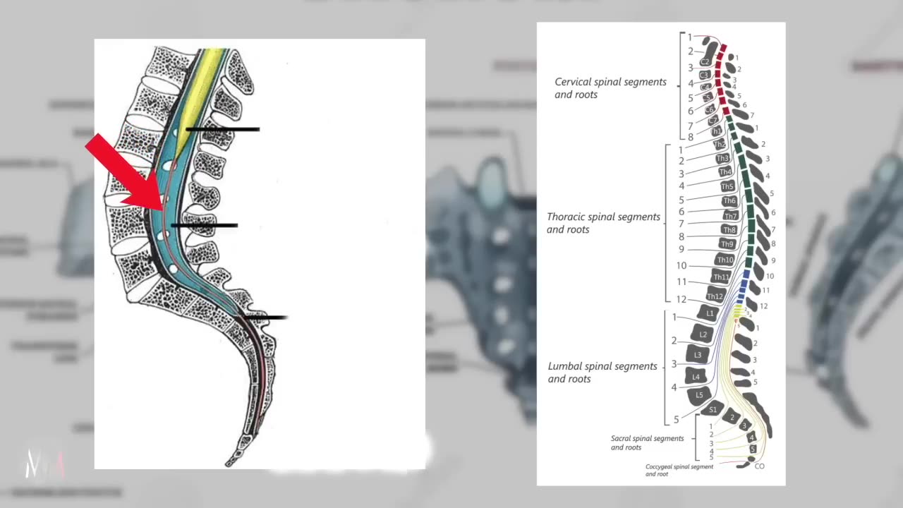 CEREBROSPINAL FLUID THE FLUID NATURE OF CONSCIOUSNESS