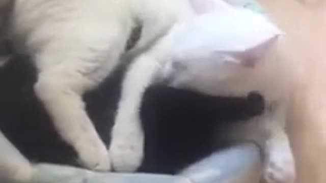 Oh, it's hard for a cat's life.