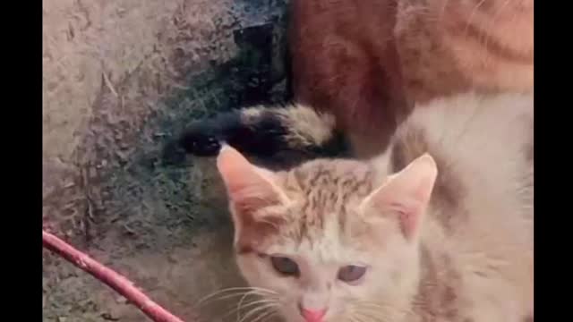 Hungry Cat | Cat's Moment | Mother's Cat also Hungry