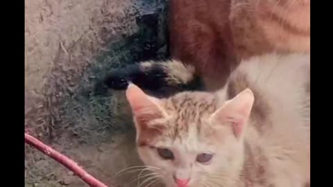 Hungry Cat | Cat's Moment | Mother's Cat also Hungry