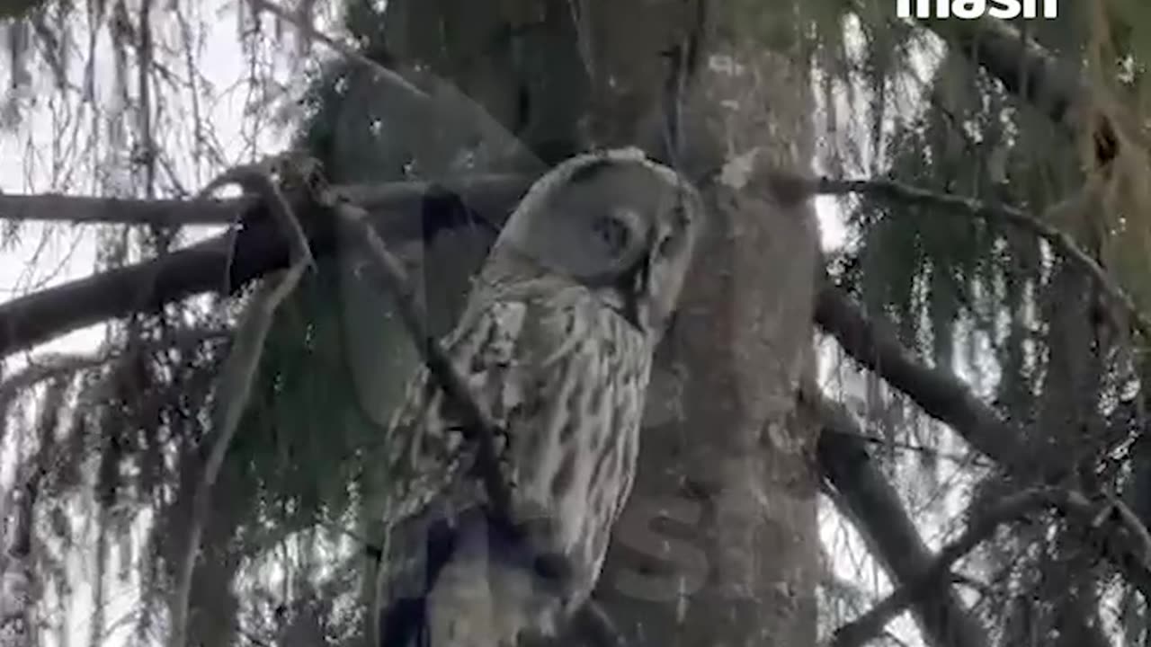 Northern Barred Owl aka vermin control specialist