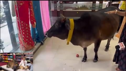 Gaumata