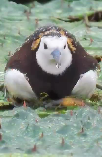 Pheasant tailed Jacanas dads raise babies all by themselves