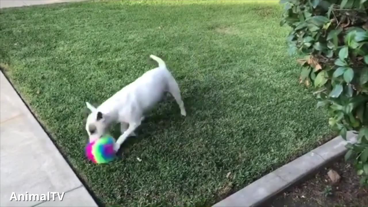 ENGLISH BULL TERRIERS Are the CUTEST Compilation