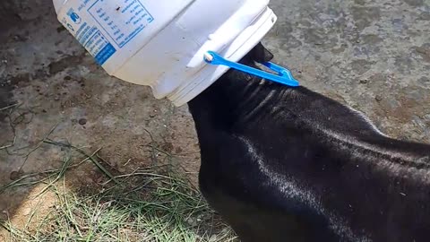 goat 🐐 stuck an pot // goat funny video