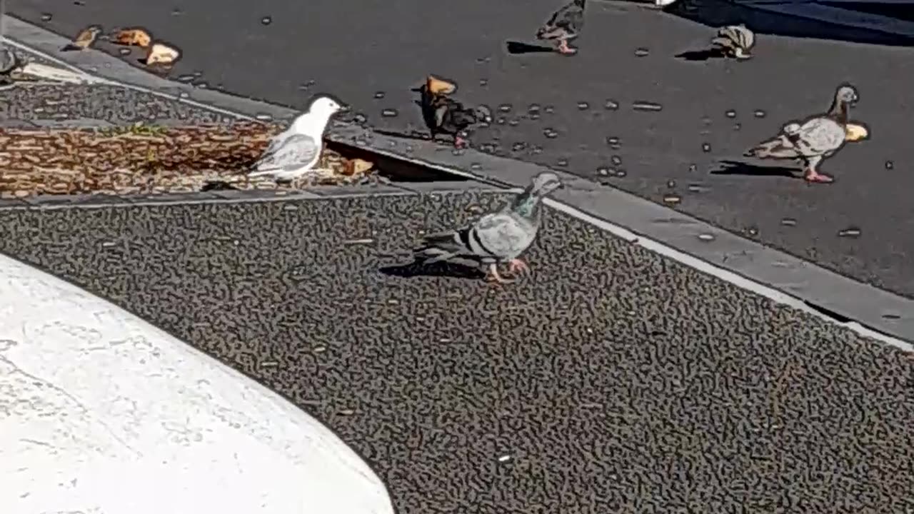 Birds having breakfast
