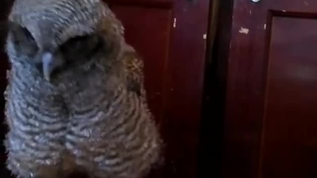 Why Owls Aren't Allowed in Bed