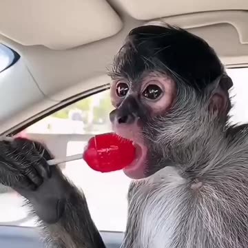 Funny Animal and Nature Videos