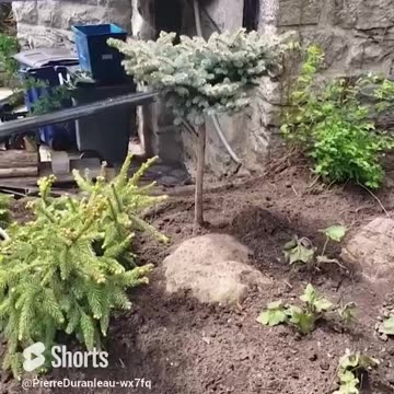 Urban Garden Planting - part 3