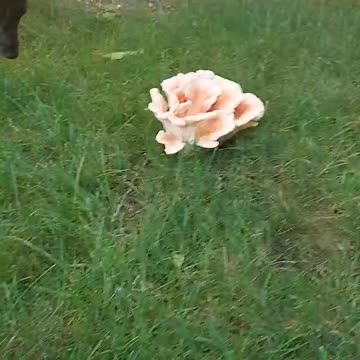 Chicken of the Woods