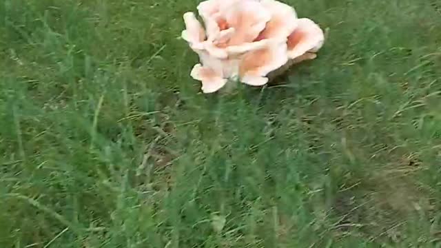 Chicken of the Woods