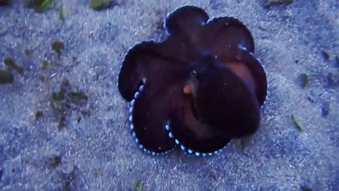 octopus swimming in coral reef