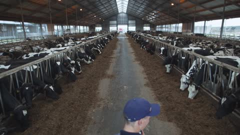 CowManager's Nutrition module Insights in feed and transition management