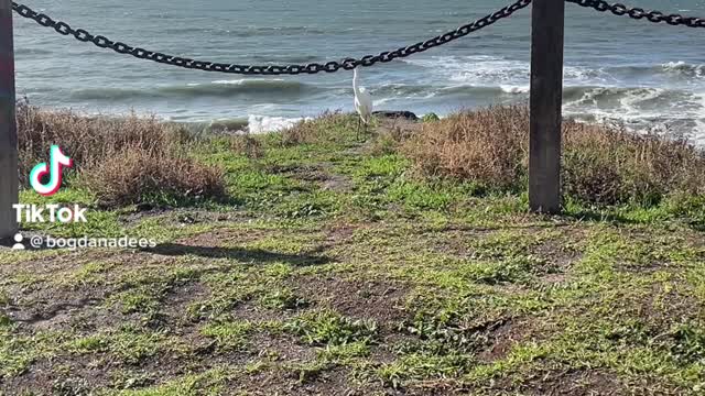 California beach. Great Egret is looking for a coastal home.