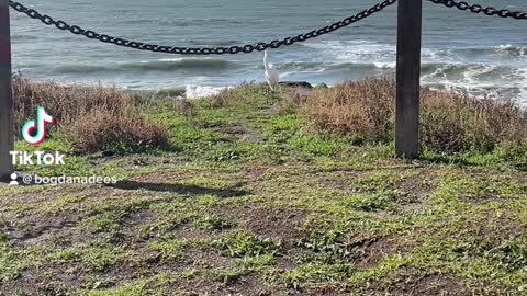 California beach. Great Egret is looking for a coastal home.