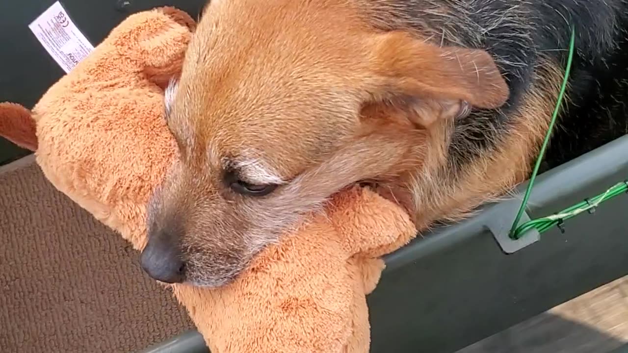 Harley and her Toy