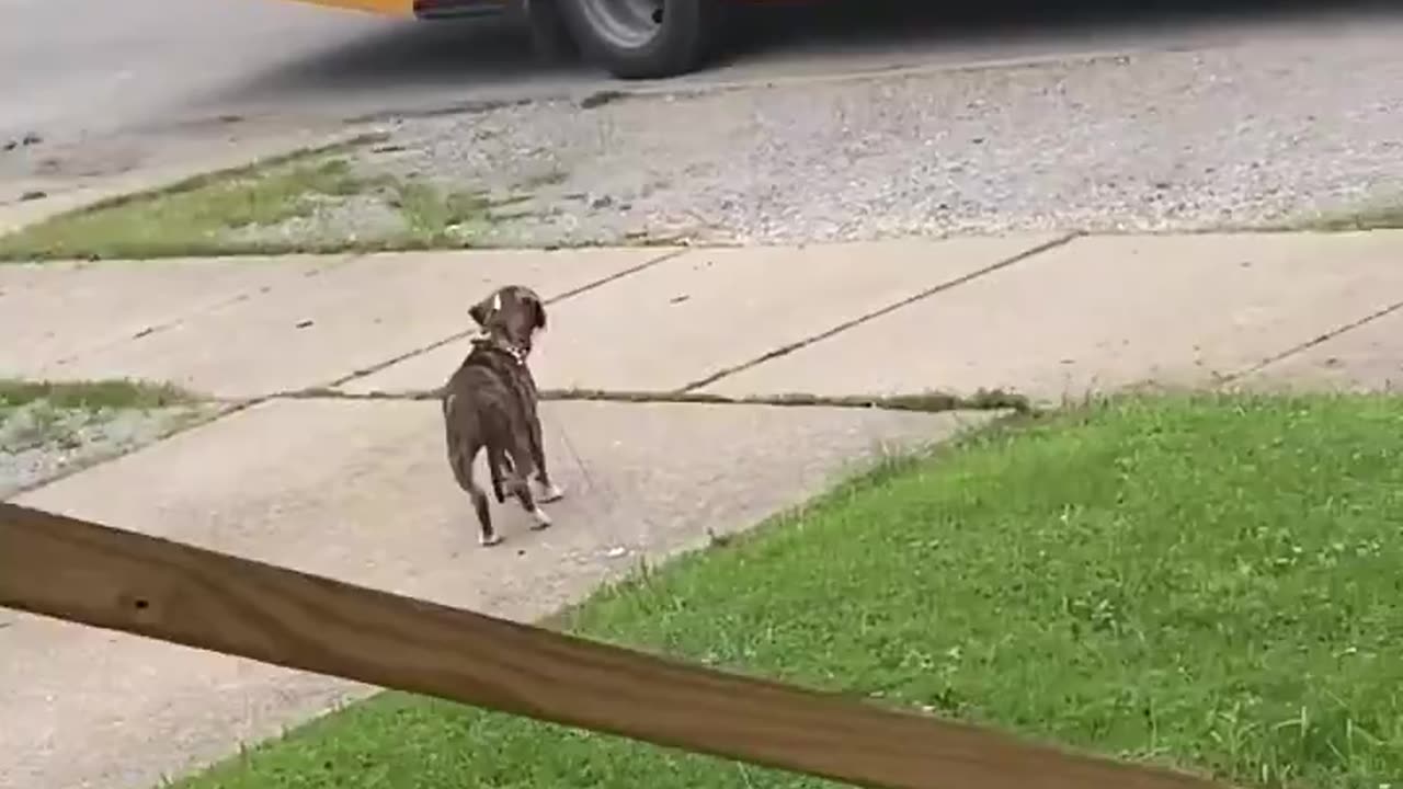 adorable puppy welcome kid home from school!