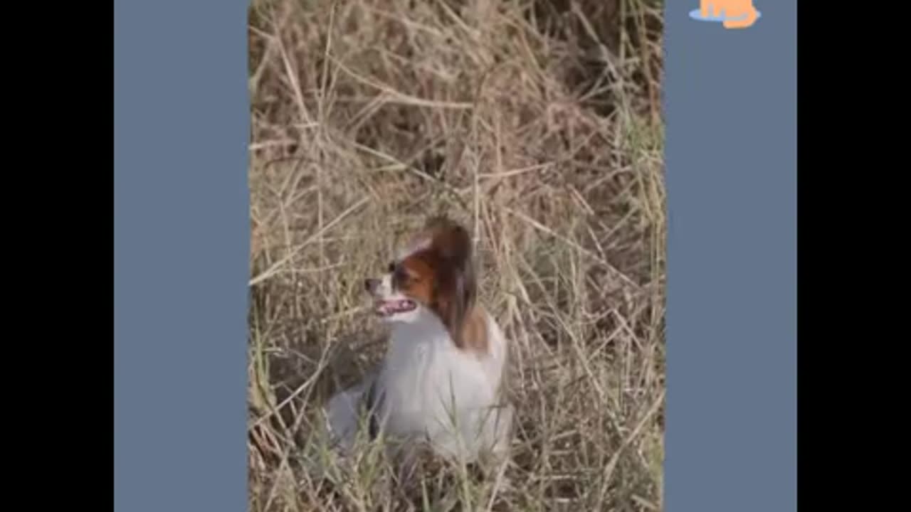 Welcome to Funny Pet Videos _ Beautiful Puppy Dogs - Brave-01 ❤️
