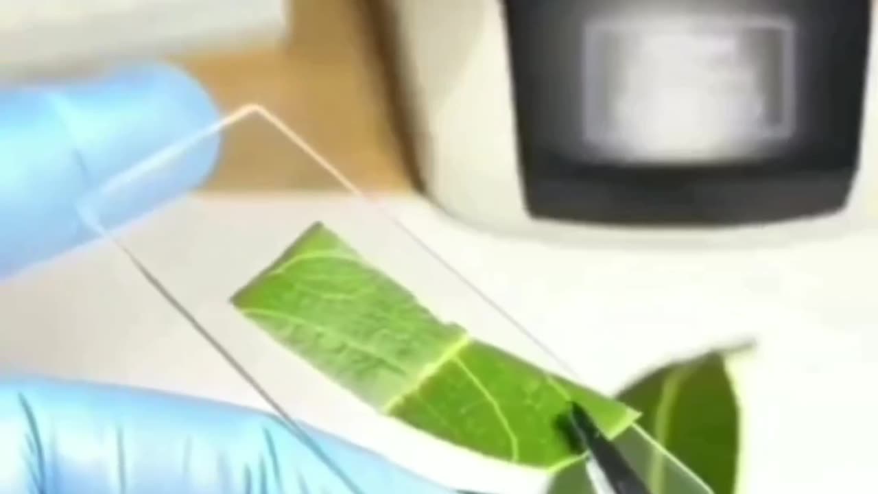 Mango leaf release oxygen