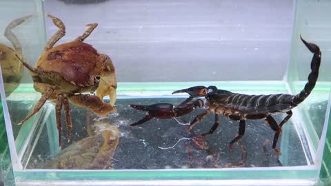 Crab vs Scorpion Underwater - Caranguejo vs Escorpião-1