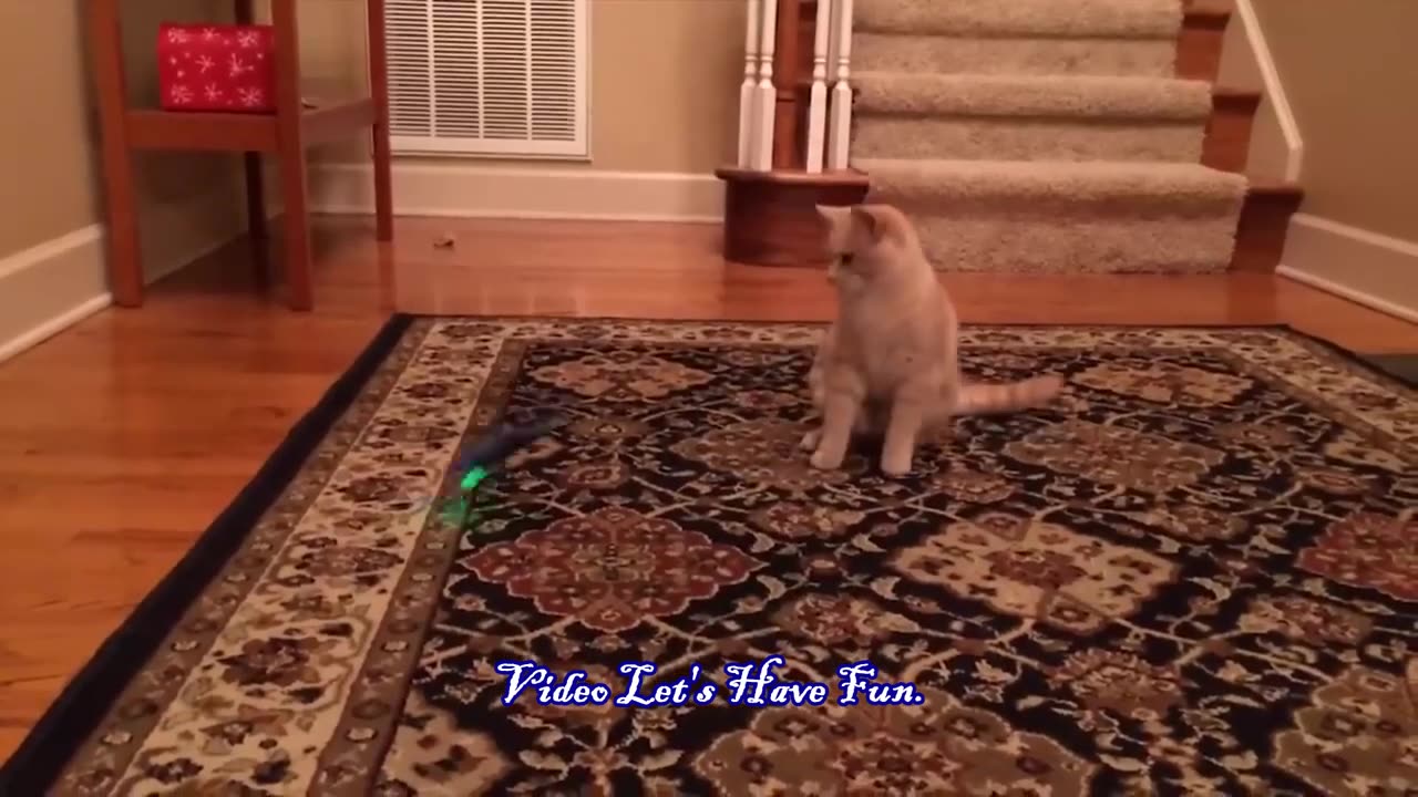 Funny Animals 2024